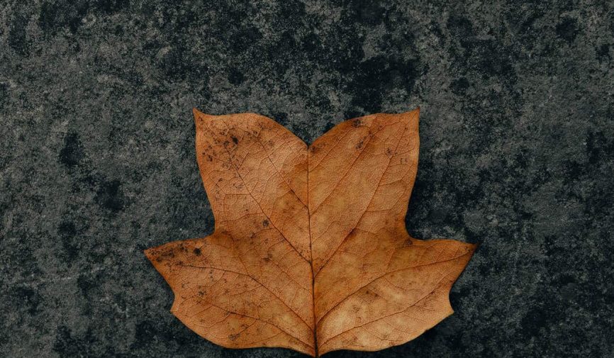 clay-banks-qcse15im24I-unsplash